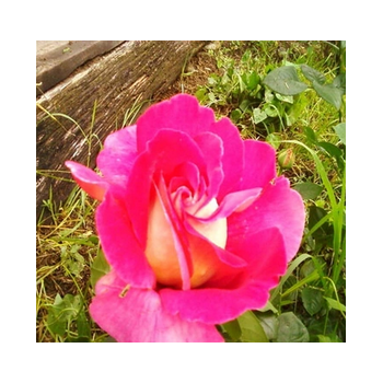 RÓŻA wielkokwiatowa różowo żółta - sadzonki 20 / 30 cm